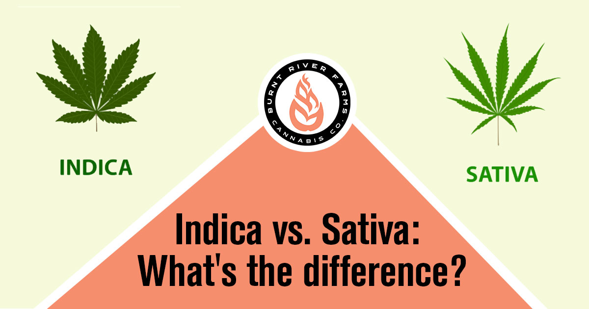 An illustrated example of an Indica leaf on the left and a comparative illustrated example of a Sativa leaf on the right